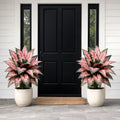 Artificial Pink Heartleaf Pothos Plant